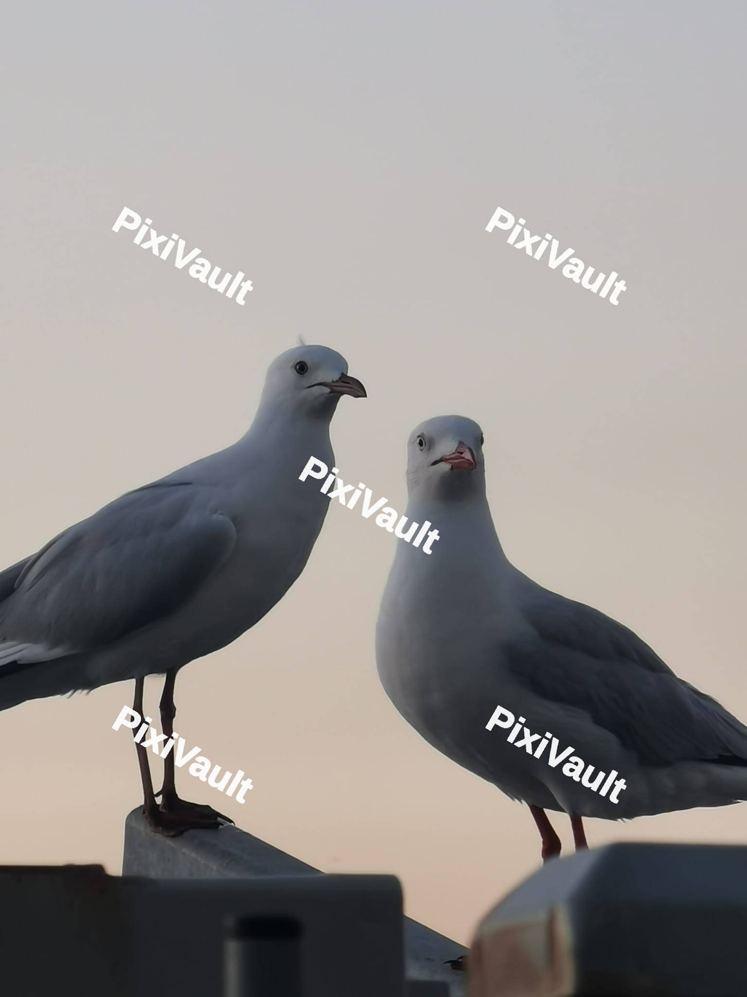 Gull Seabirds